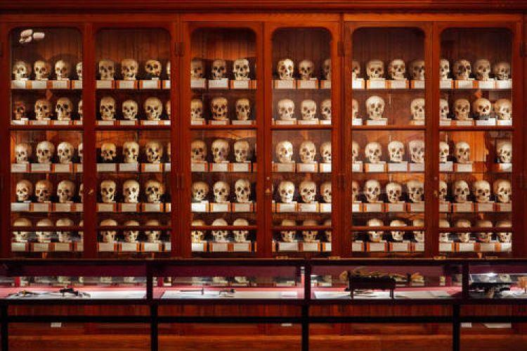 Exploring the Mütter Museum | Historical Museum in Philadelphia PA